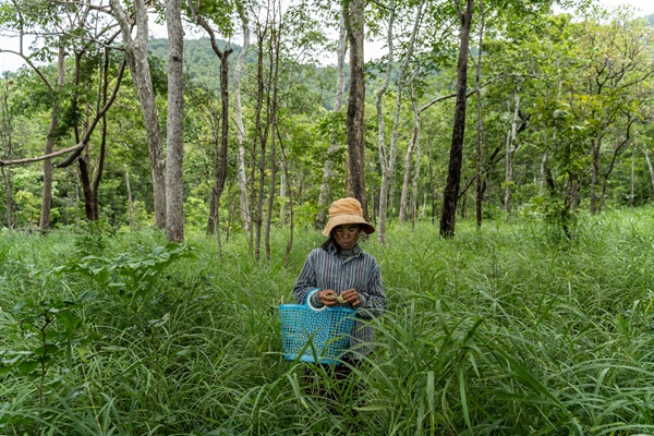 Collecting wild herbs Collecting wild herbs