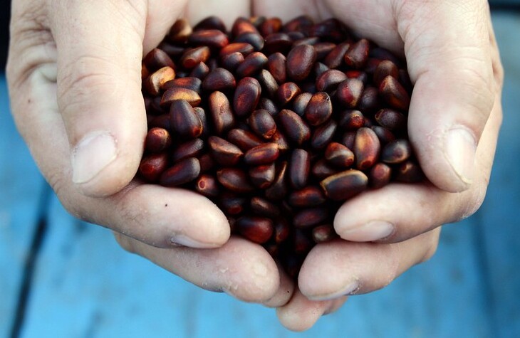 Darkhan, Mongolia - Pine nuts ⒸFAO/Sean Gallagher