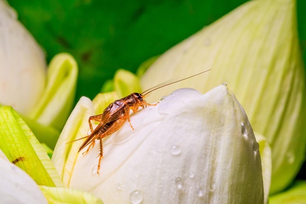 FAO releases a comprehensive guide to sustainable cricket farming FAO releases a comprehensive guide to sustainable cricket farming
