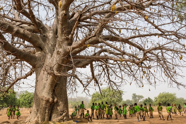 Global demand for wild plant ingredients, such as baobab is surging ©FAO Global demand for wild plant ingredients, such as baobab is surging ©FAO