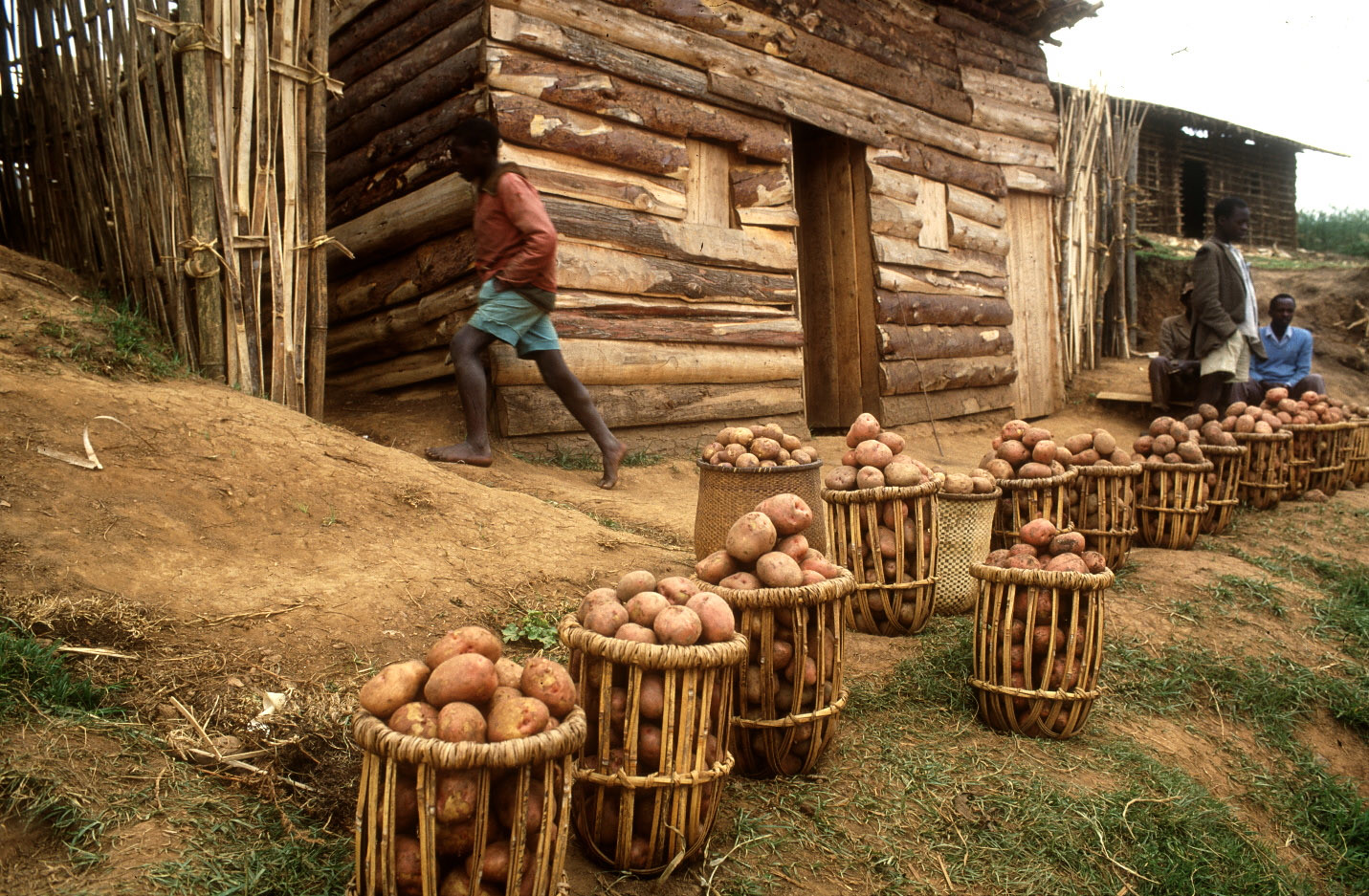 Potatos in bamboo baskets ©FAO/Roberto Faidutti Potatos in bamboo baskets ©FAO/Roberto Faidutti