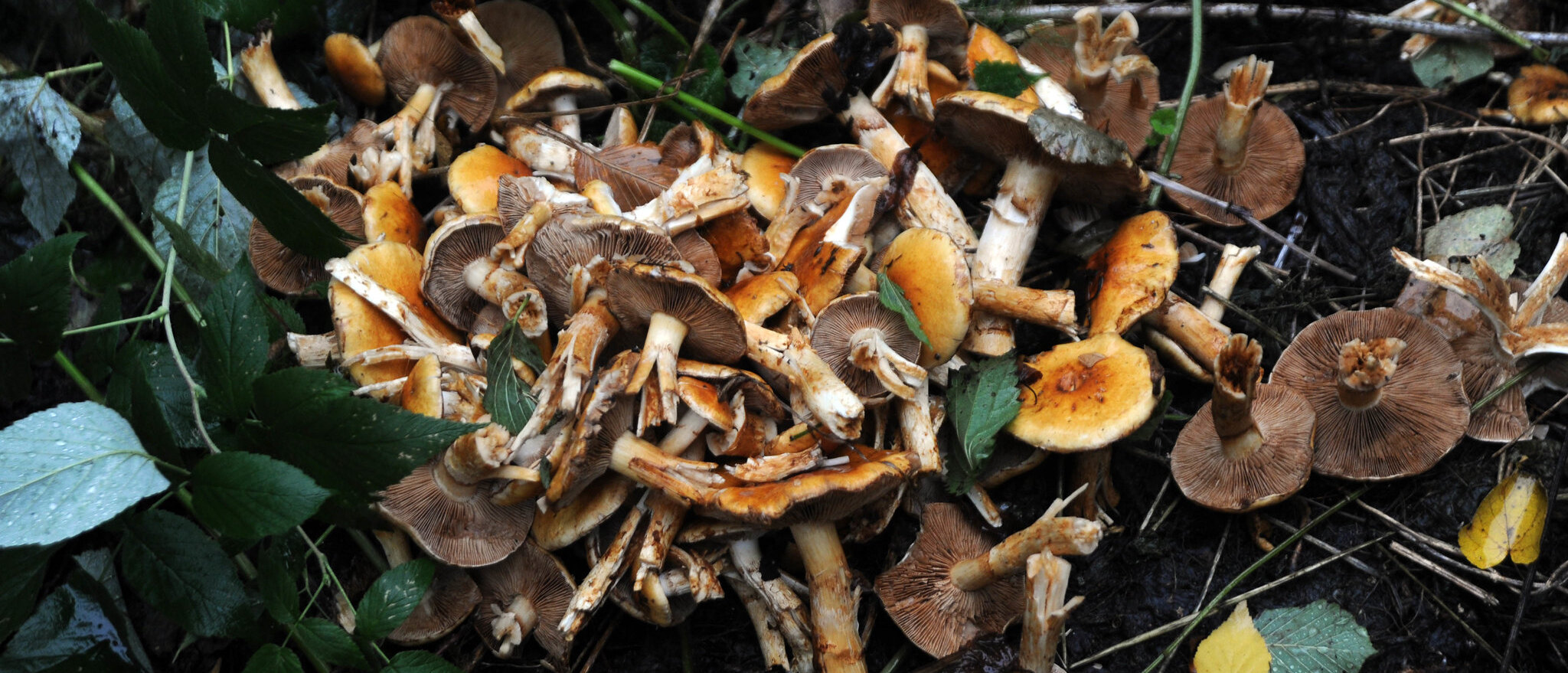 Leshoz Saba - Russia Mushrooms ⒸFAO/Vasily Maksimov Leshoz Saba - Russia Mushrooms ⒸFAO/Vasily Maksimov