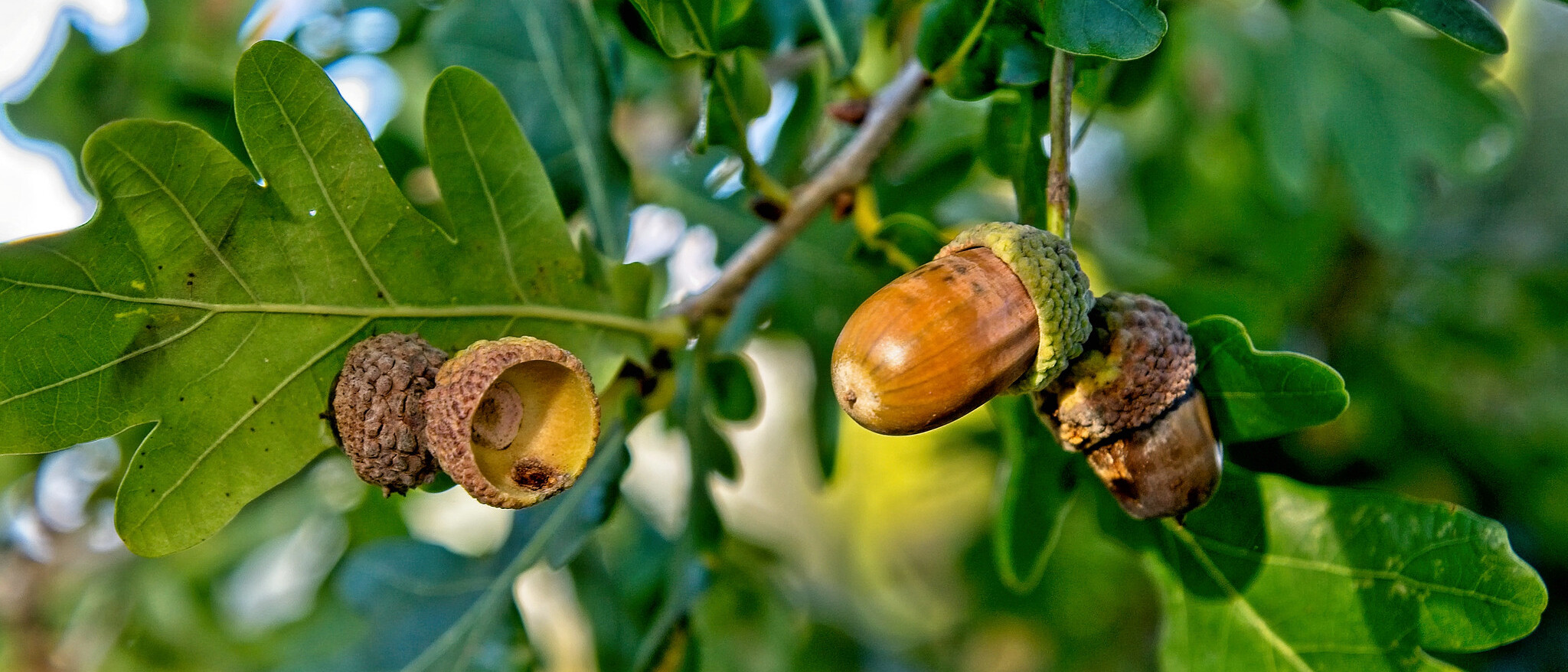 New age for oak acorns: couscous in Algeria Oak acorns ©Flickr/Hindrik Sijens
