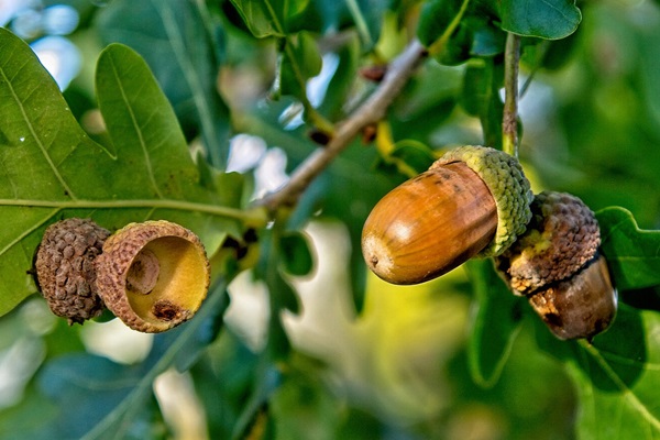 Oak acorns ©Flickr/Hindrik Sijens Oak acorns ©Flickr/Hindrik Sijens