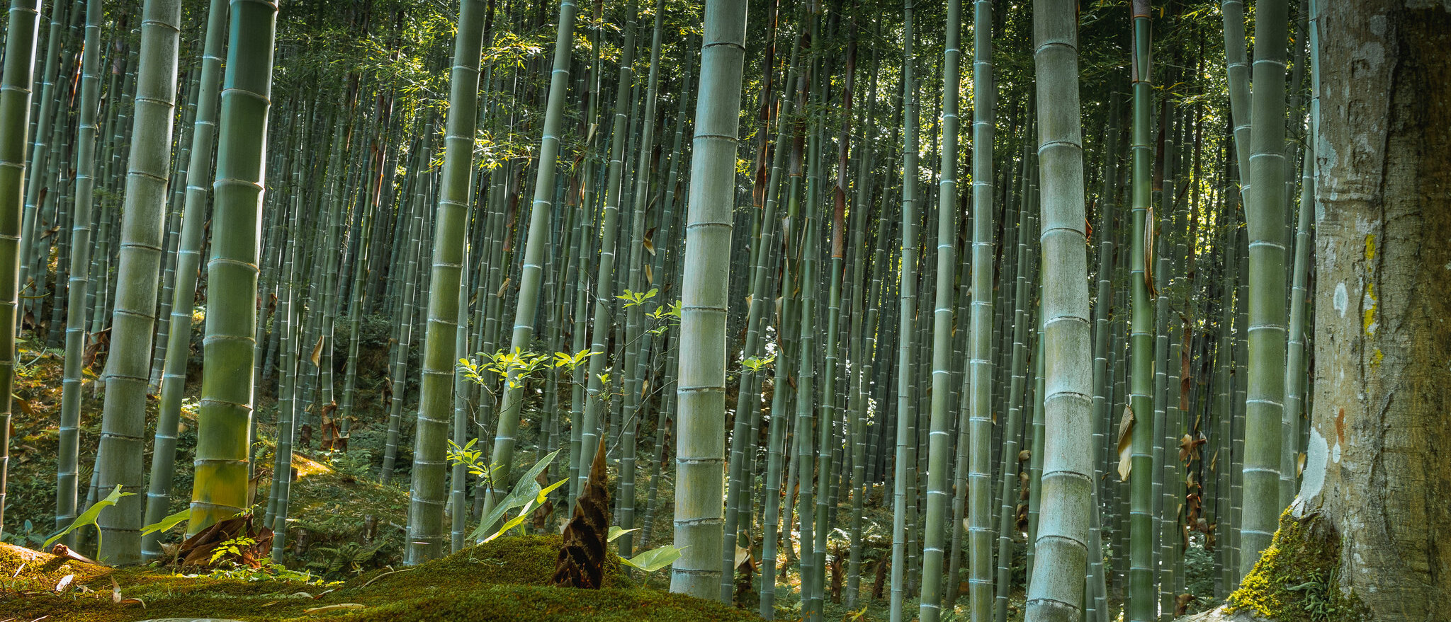 Sagano bamboo forest ©Flickr/rayinmanila