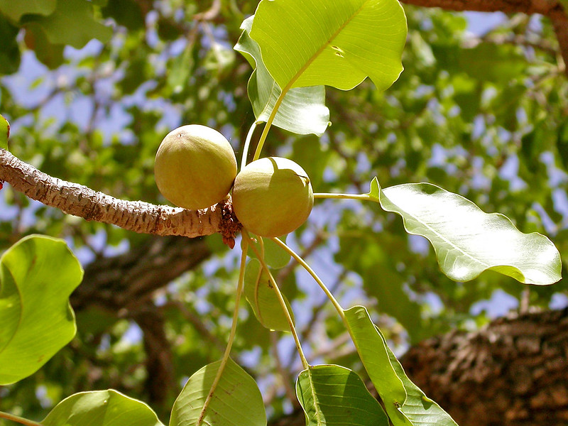 Shea fruits ©CIFOR Shea fruits ©CIFOR