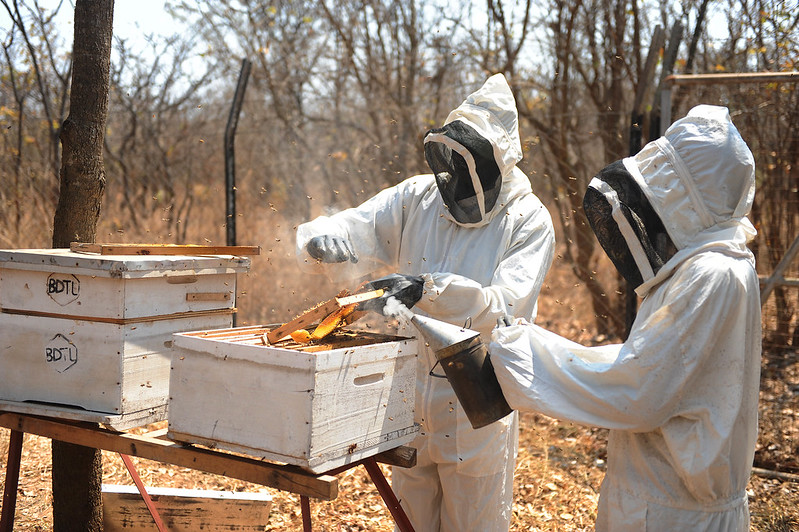 Tanzania, beekeepers ©FAO/Simon Maina