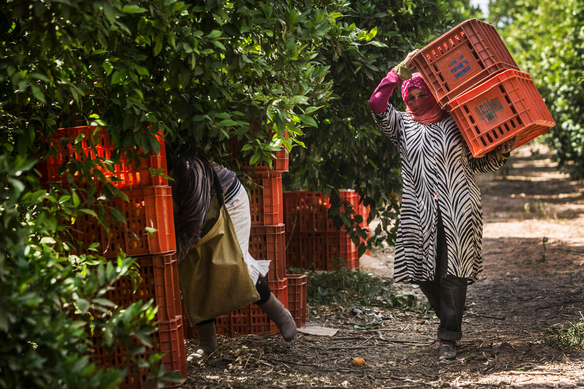 Extending social protection to rural populations: Key insights from farmer registries in the Near East and North Africa