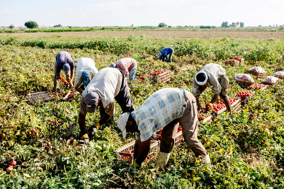 The agricultural and social protection sectors speak to each other: Country experiences on farmer and social registries