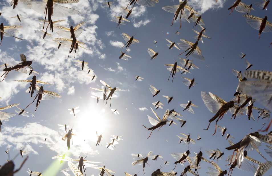 https://www.fao.org/locusts/ru/