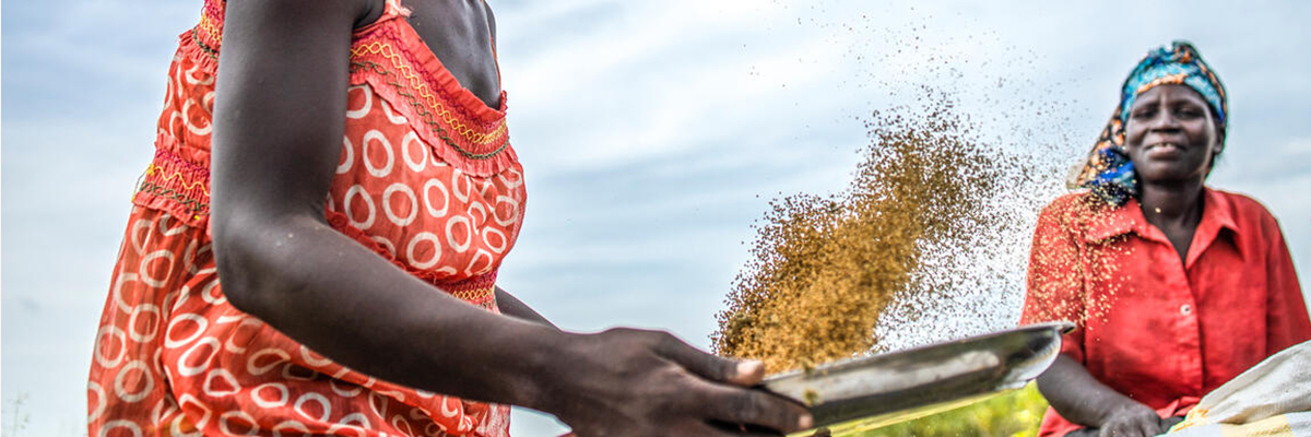 Indigenous Drought-Resilient and Nutritious Crops indigenous crops-banner
